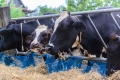 cows in a farm, Dairy cows eating in a farm